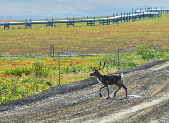 dalton-pipline-caribou-fairbanks-alaska_web