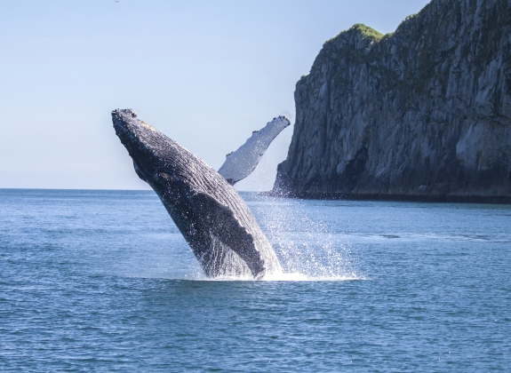 whale-seward-alaska-whale-tour_web