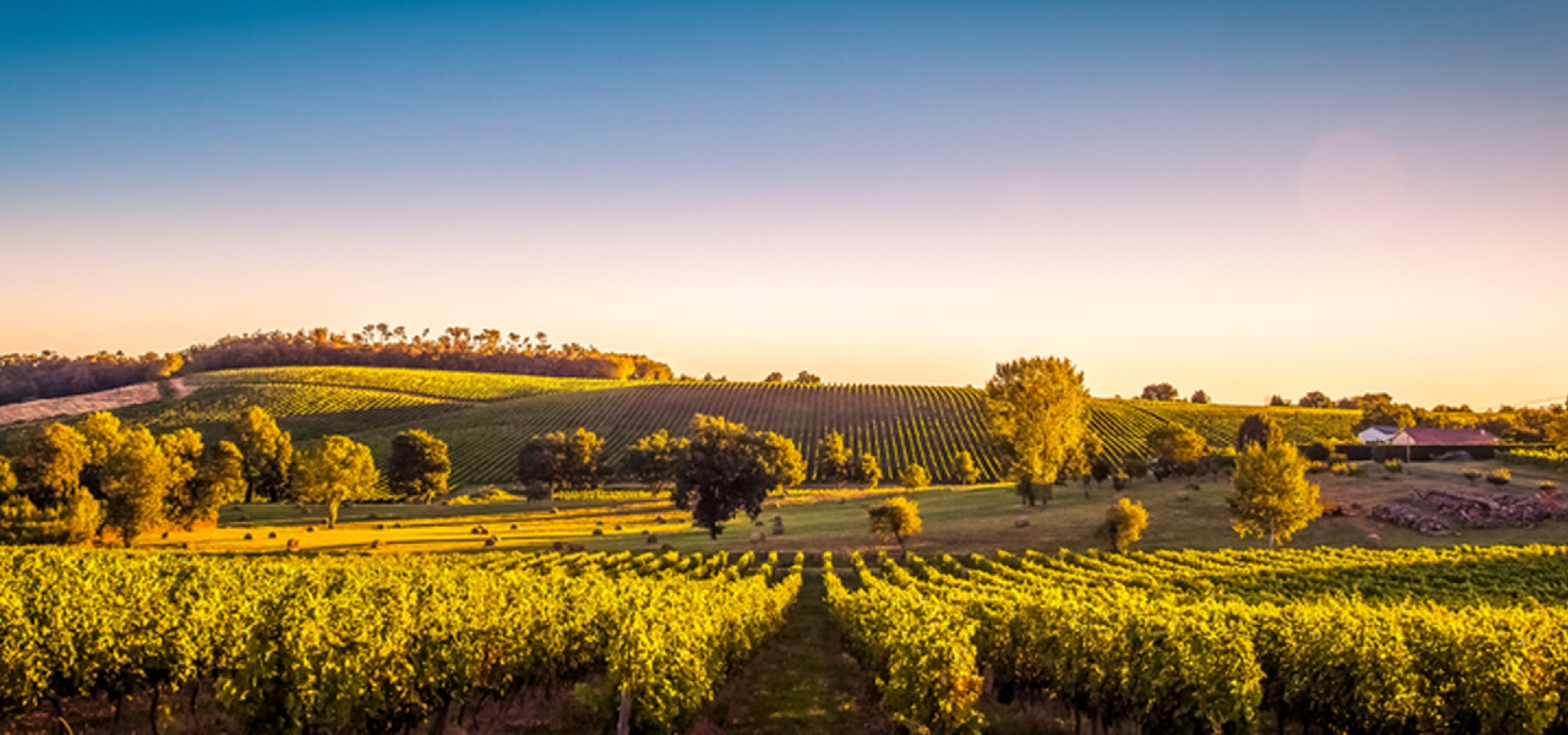 Bordeaux-France-Vineyards-1800x600