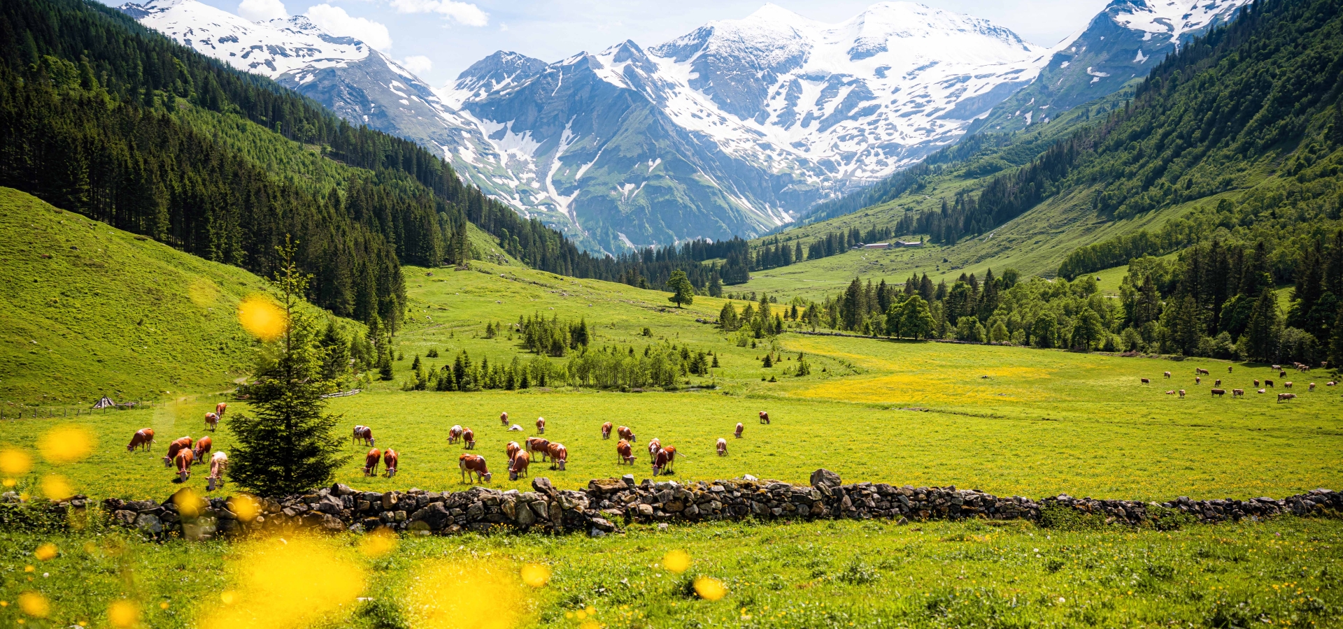 Beautiful panoramic view of rural alpine landscape with cows grazing in fresh green meadows neath snowcapped mountain tops on a sunny day in spring, National Park Hohe Tauern, Salzburger Land, Austria