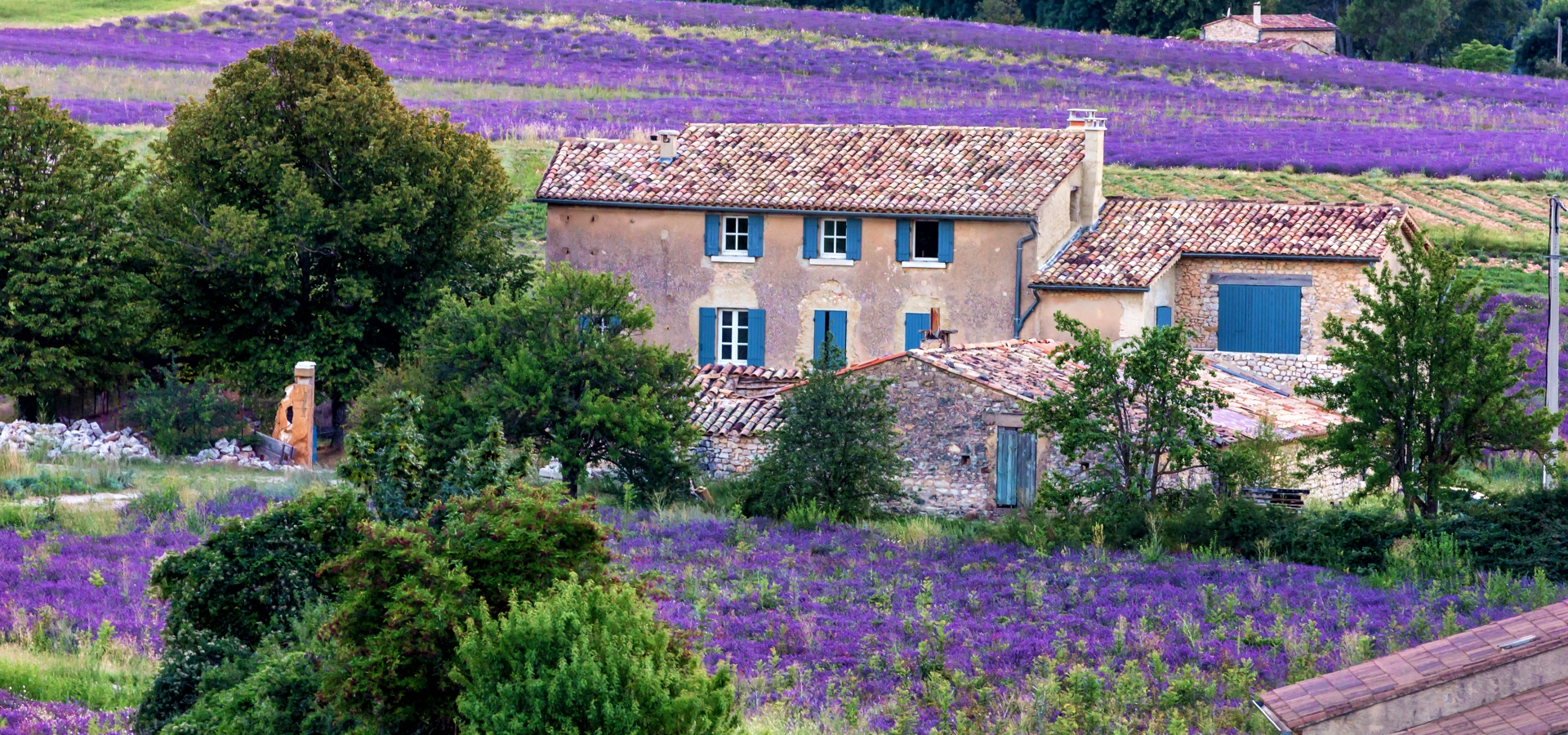 lavender field provence,france