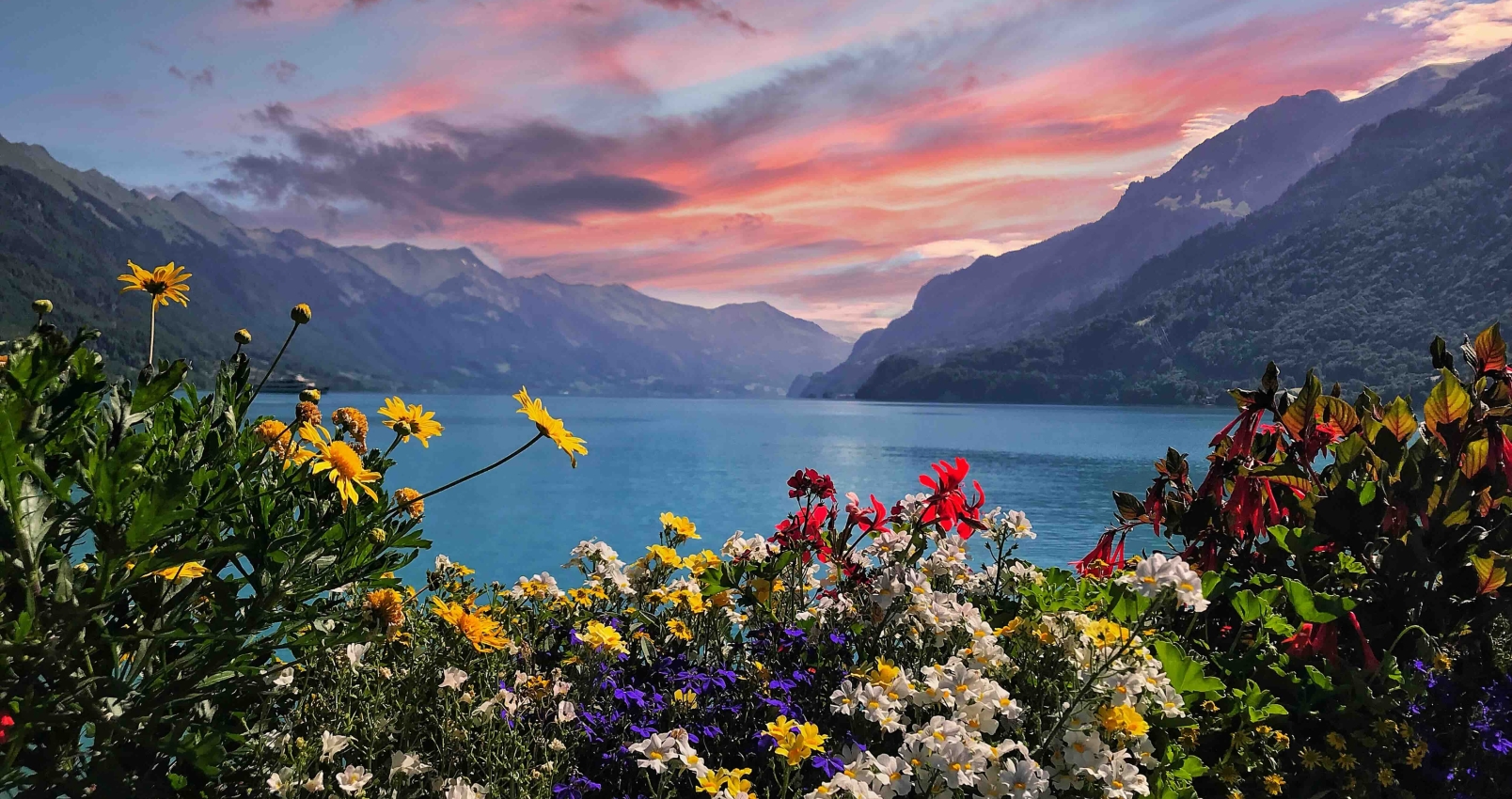 lucerne_switzerland_mountain_flowers