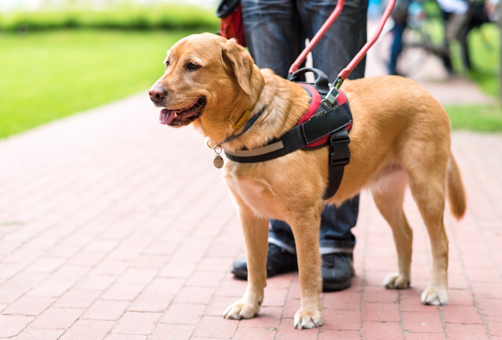 service animal with lead